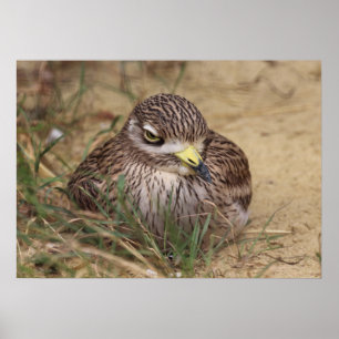 Affiches Oedicnemus