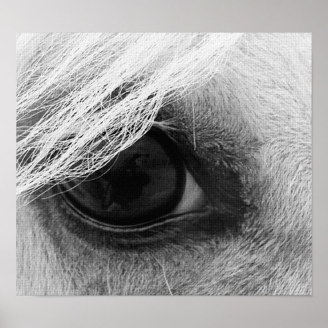 Affiches Oeil de cheval en noir et blanc (Devant)