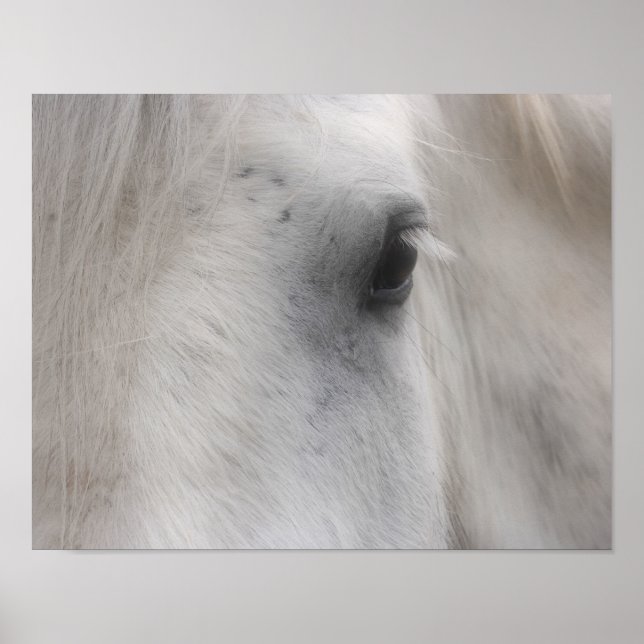 Affiches Oeil de cheval Percheron blanc (Devant)