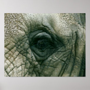 Affiches Oeil d'éléphant