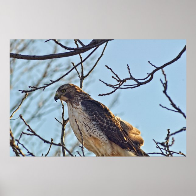 Affiches Oeil des Hawks (Devant)