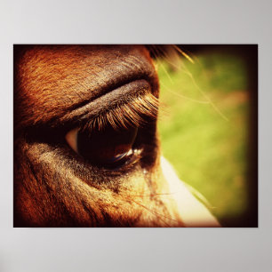 Affiches Oeil du cheval
