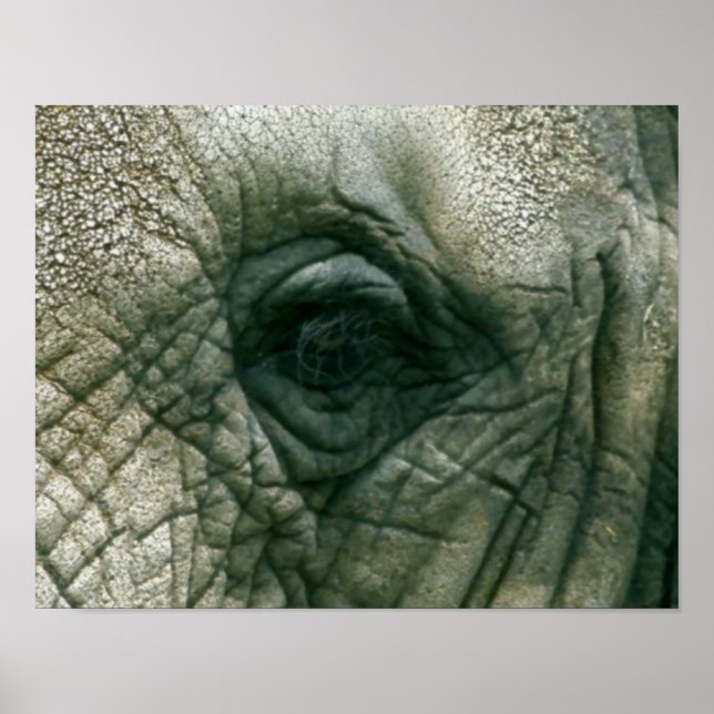 Affiches Oeil éléphant (Devant)