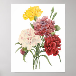 Affiches Oeillets vintages Dianthus Garden Flowers Redoute