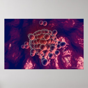 Affiches Oeufs dans un ovule