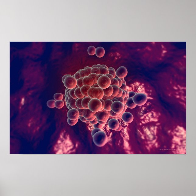 Affiches Oeufs dans un ovule (Devant)