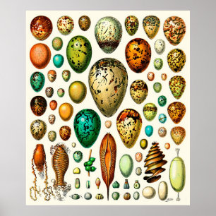 Affiches Oeufs de ~ d'Adolphe Millot