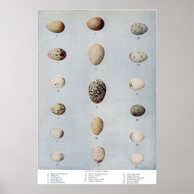 Affiches Oeufs d'oiseaux Plaque B Histoire naturelle Vintag (Devant)