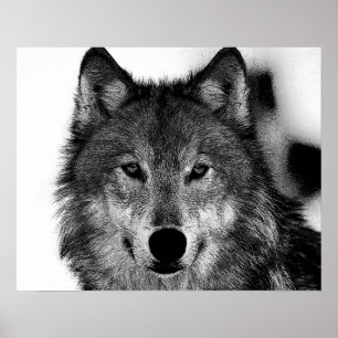 Affiches Œuvre d'art Loup Gris Noir & Blanc