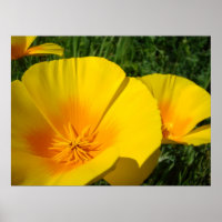 OFFICE ART POPPIES Fleurs de pavot 4 Imprimantes d