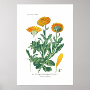 Affiches Officinalis de Calendula (souci de pot)