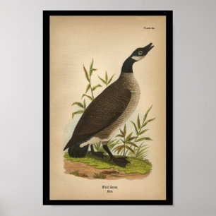 Affiches Oie 1890 sauvage d'impression d'oiseau