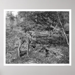 Affiches Oie Bébée En Alaska 1915