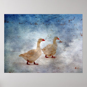 Affiches Oie d'hiver