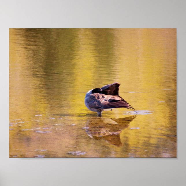 Affiches Oie d'or (Devant)