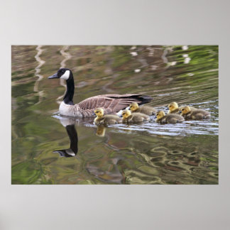 Affiches Oie-mère et oie-bébé Photo