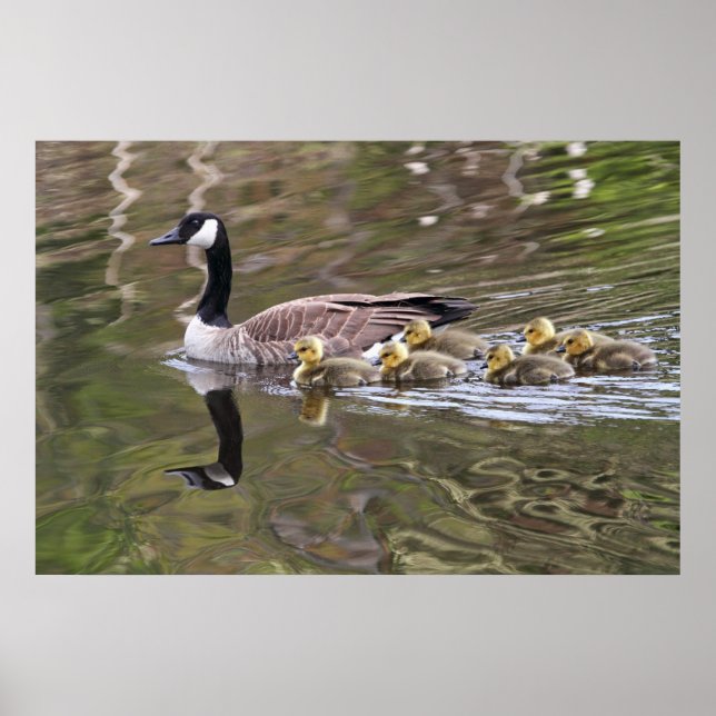 Affiches Oie-mère et oie-bébé Photo (Devant)