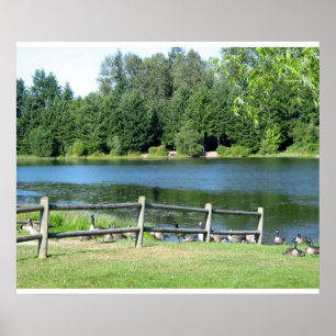 Affiches Oies du lac au parc