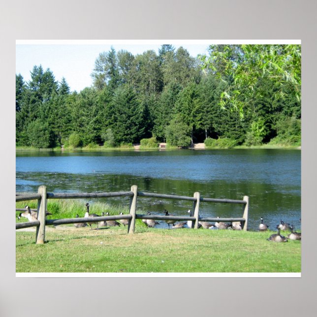 Affiches Oies du lac au parc (Devant)