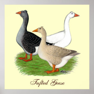 Affiches Oies : Trio Tufted