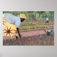 Oignons de plantation 2005