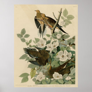 Affiches Oiseau, Amérique, Carolina Turtle Dove, Audubon, V