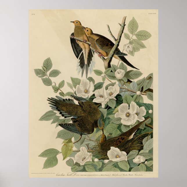 Affiches Oiseau, Amérique, Carolina Turtle Dove, Audubon, V (Devant)