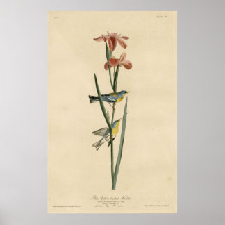 Affiches Oiseau, Amérique, Paruline à dos bleu jaune, Audub