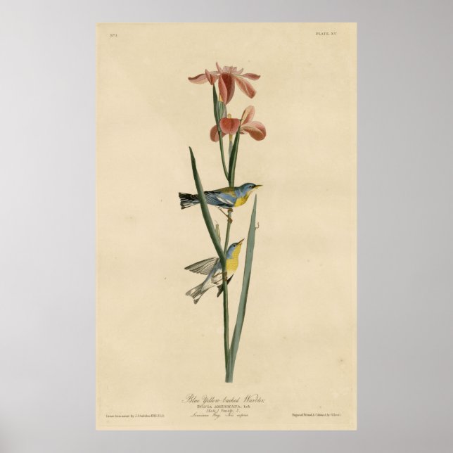 Affiches Oiseau, Amérique, Paruline à dos bleu jaune, Audub (Devant)