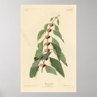Affiches Oiseau, Amérique, Paruline verte bleue, Audubon, V