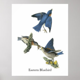 Affiches Oiseau bleu oriental, John Audubon
