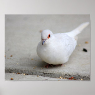 Affiches Oiseau de colombe