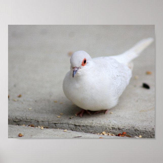 Affiches Oiseau de colombe (Devant)