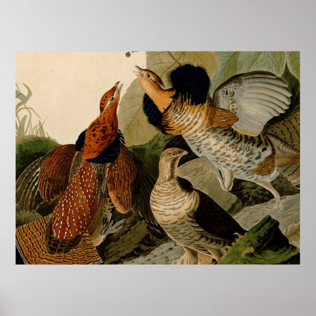 Affiches Oiseau de gibier Audubon (Devant)