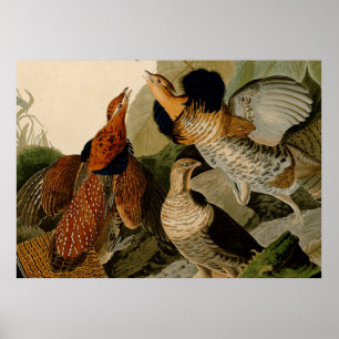Affiches Oiseau de gibier Audubon