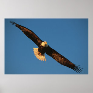 Affiches Oiseau de Prey, Aigle de Bald en vol, Kachemak