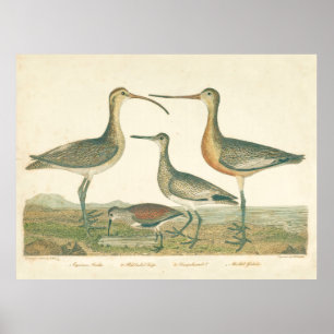 Affiches Oiseau des marais Courlis Bécassine Ornithologie