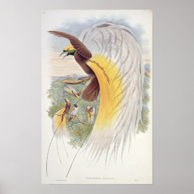 Affiches Oiseau du Paradis, des "Oiseaux de Nouvelle-Guinée (Devant)