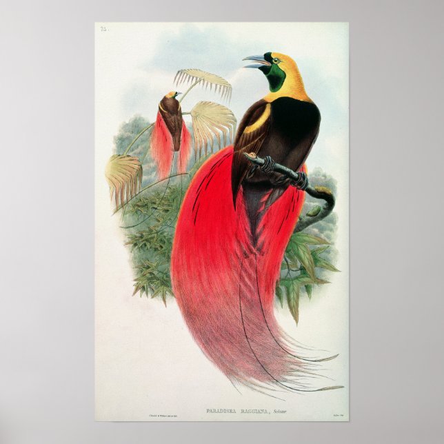 Affiches Oiseau du Paradis, gravé par T. Walter (Devant)