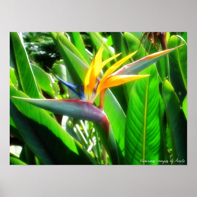 Affiches Oiseau du Paradis Imprimer (Devant)