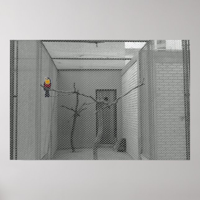 Affiches Oiseau en cage (Devant)