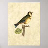 Oiseau jaune et vert perché sur une petite branche