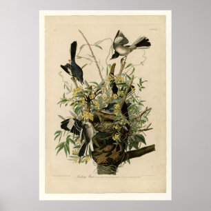 Affiches Oiseau moqueur