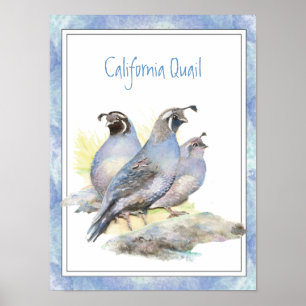 Affiches Oiseau original de cailles de Californie