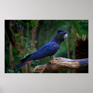 Affiches oiseau Rouge-coupé la queue de cacatoès