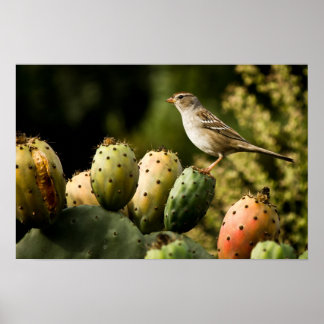 Affiches Oiseau Sur Cactus