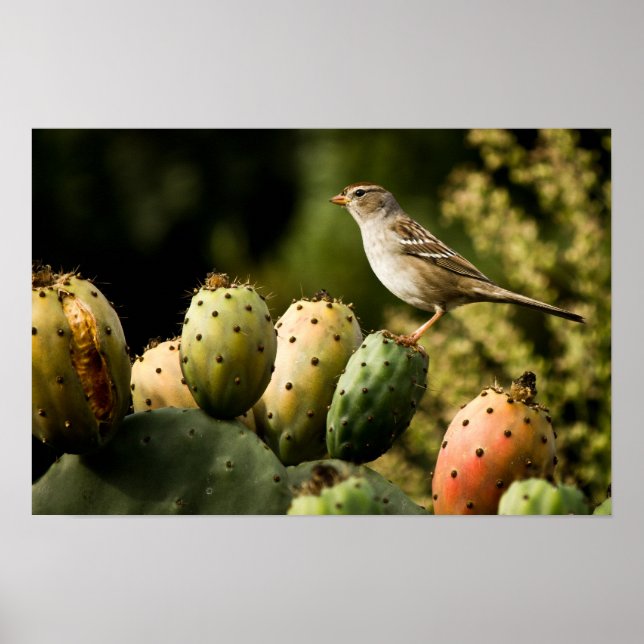 Affiches Oiseau Sur Cactus (Devant)