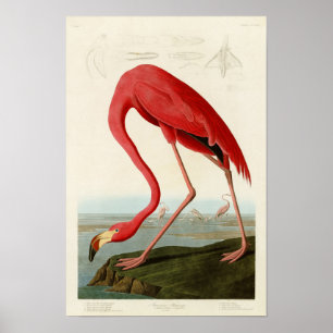 Affiches Oiseaux américains de John Audubon de Flamant rose