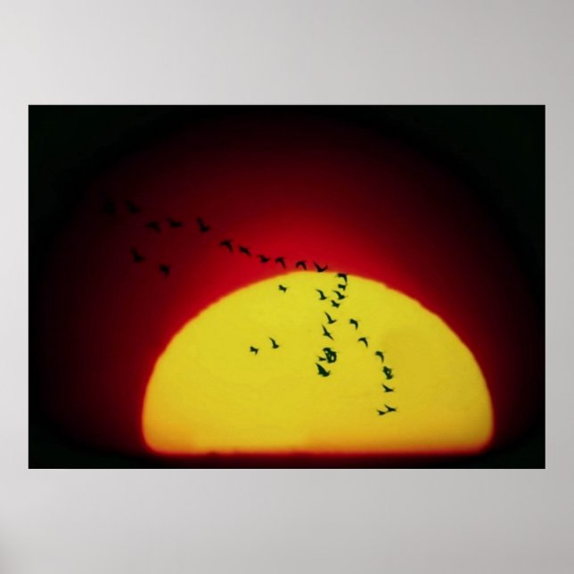 Affiches Oiseaux au coucher du soleil (Devant)