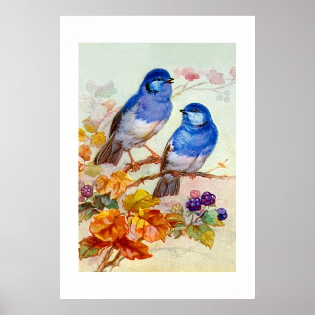 Affiches Oiseaux bleus (Devant)
